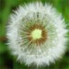 dandelion76