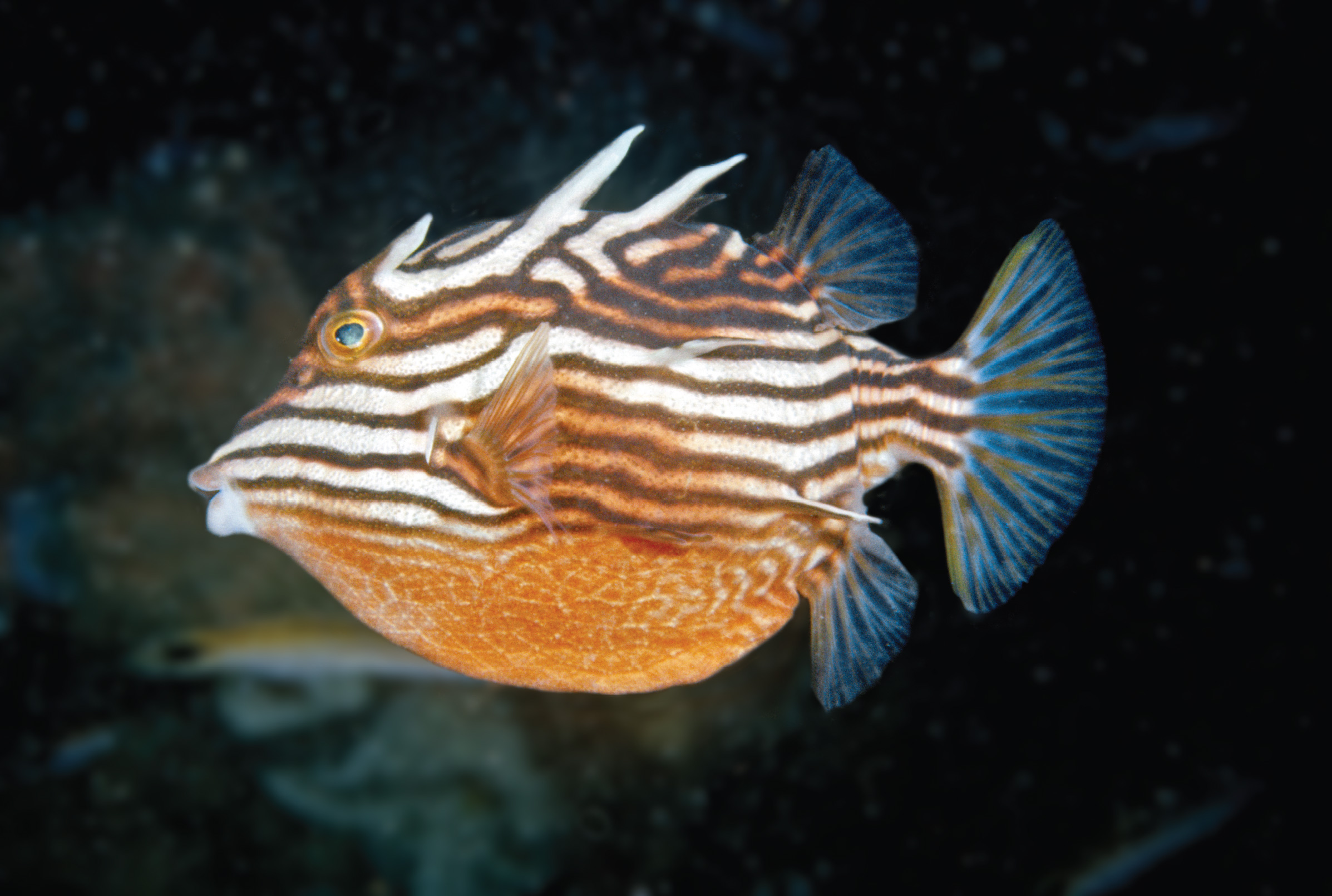 Australia Aracana Ornate Box fish