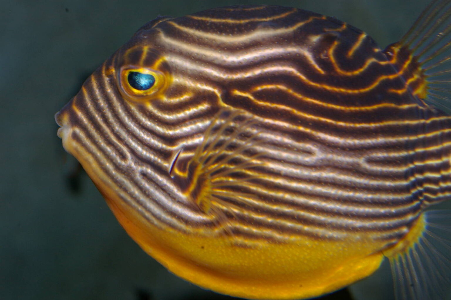 Australia Aracana Ornate Box fish Singapore Reef Club Marine Reef