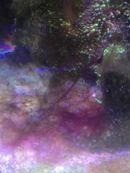 Battling with nuisance Algae in our marine aquarium