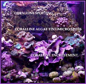 Ways to encourage coraline Algae growth in your tank