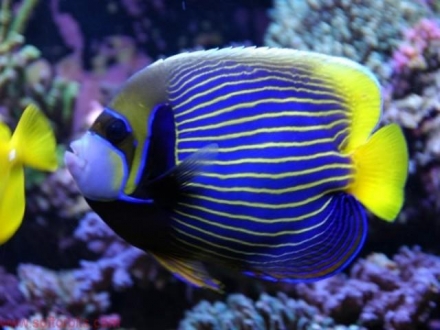 marine fish