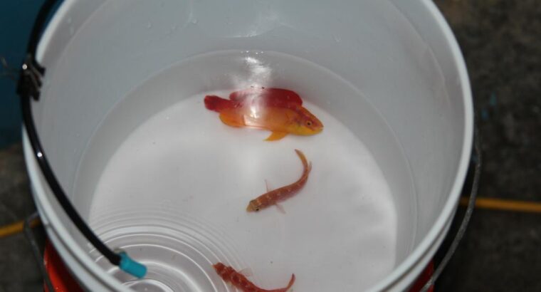 fish acclimation