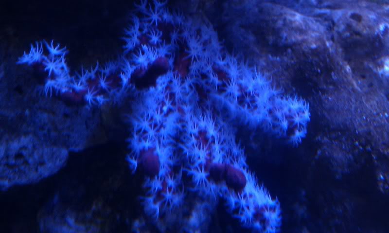 Diodogorgia nodulifera Sea Fan ( Red finger Sea Fan )