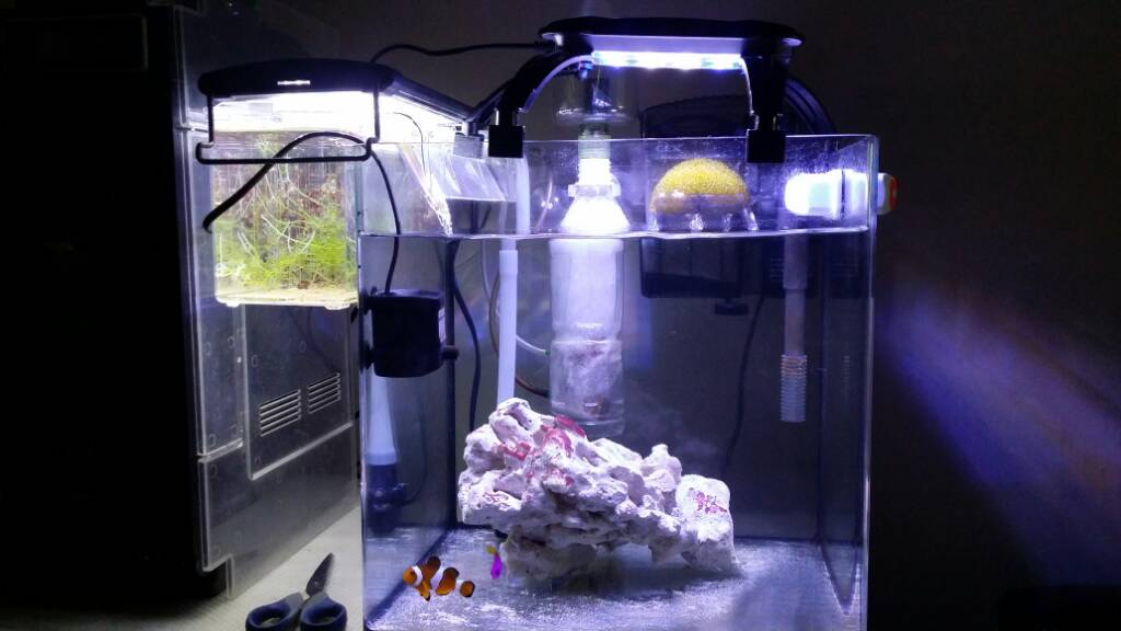 How to DIY your own protein skimmer with less than a dollar - Singapore  Reef Club - Marine Reef saltwater Aquarium tank information resources portal