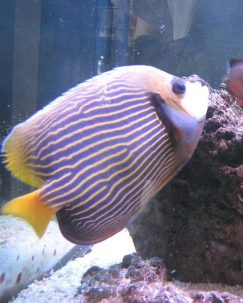 How to prevent disease outbreak in your marine fish tank