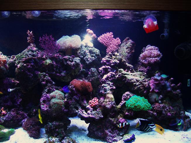 How to lower phosphate in your aquarium