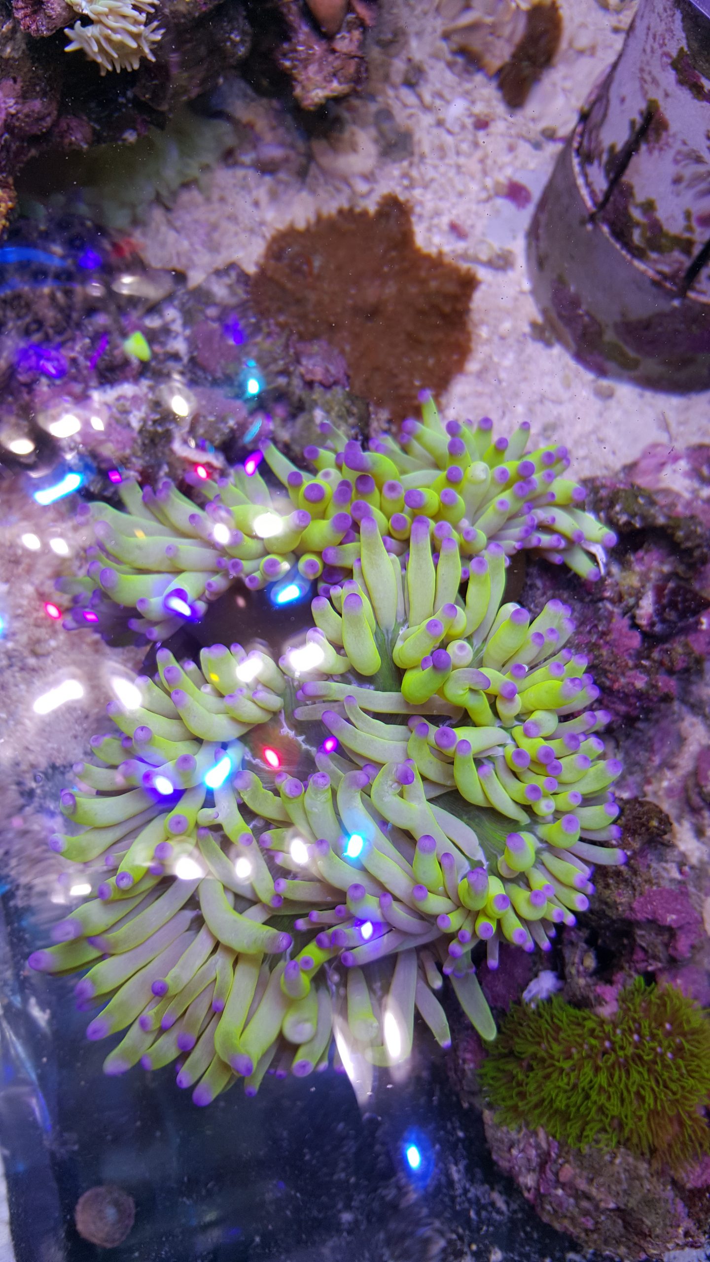 This striking Ritteri anemone is one that you don’t get to see in every shipment