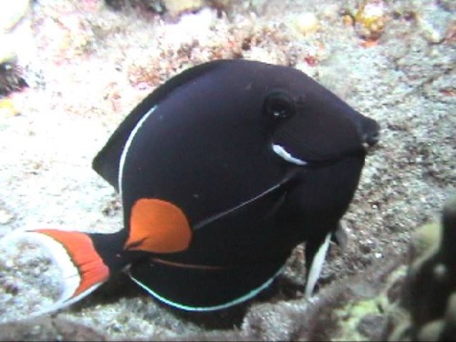 Acanthurus Achilles Tang – The Most handsome tang in the Aquarium