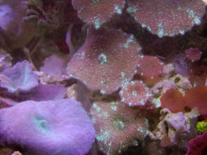 mushroom coral frag