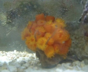 sun coral opening up