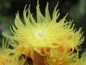 sun coral polyp