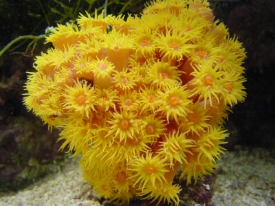 The Sun coral In the reef