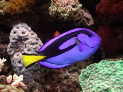 How to Keep a blue tang ( Dory )in a marine tank