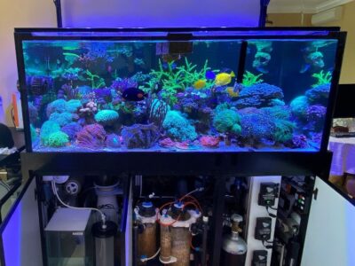Starting your first marine tank. Overview to plan your equipment and budget (Part 1)