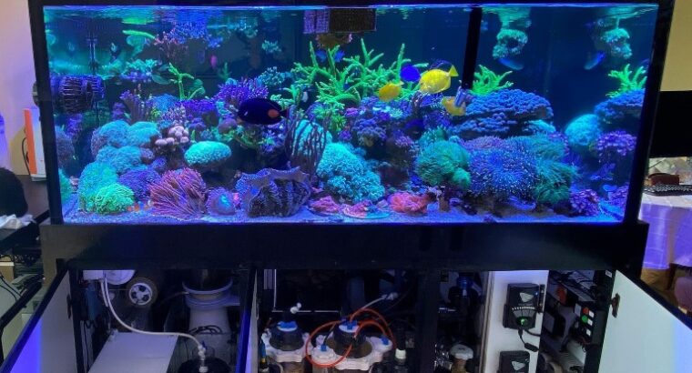 Starting your first marine tank. Overview to plan your equipment and budget (Part 1)