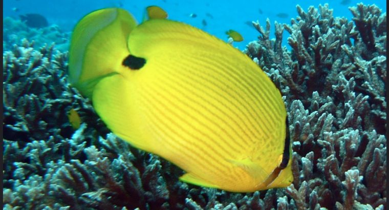 Andaman Butterfly fish