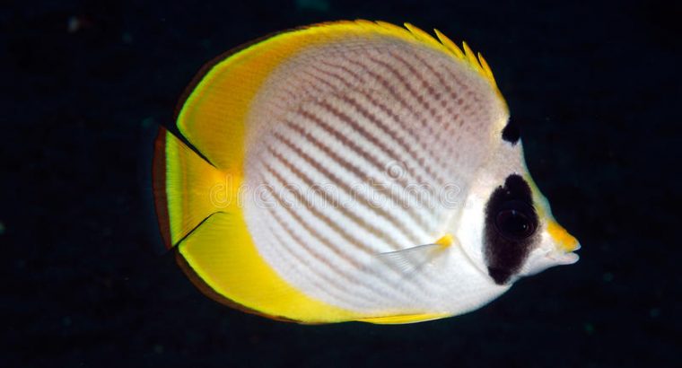 Panda Butterfly Fish (Chaetodon-Adiergastos)