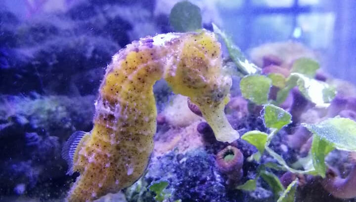 seahorse