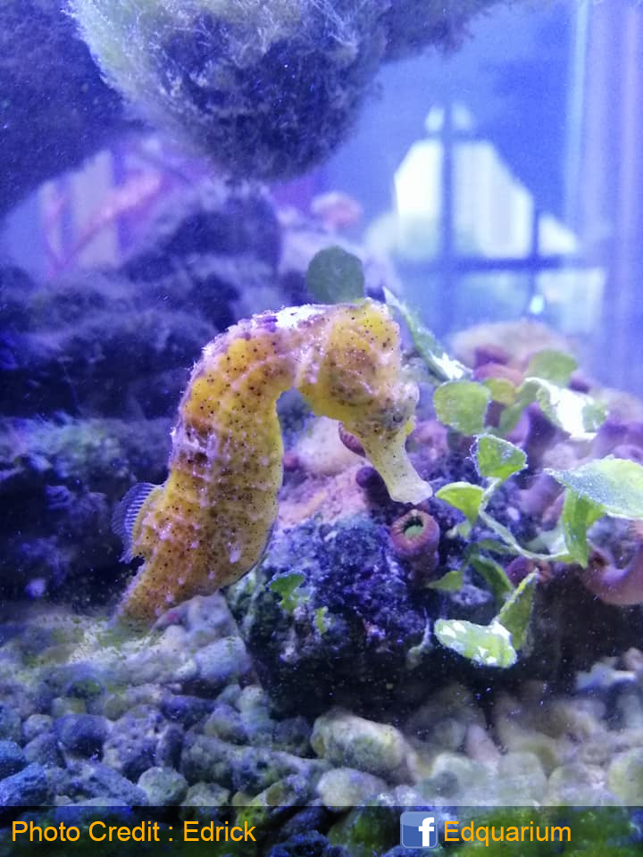 seahorse.jpg