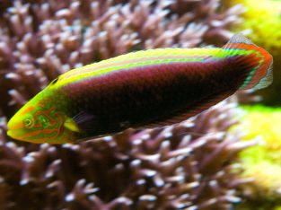 Radiant Wrasse