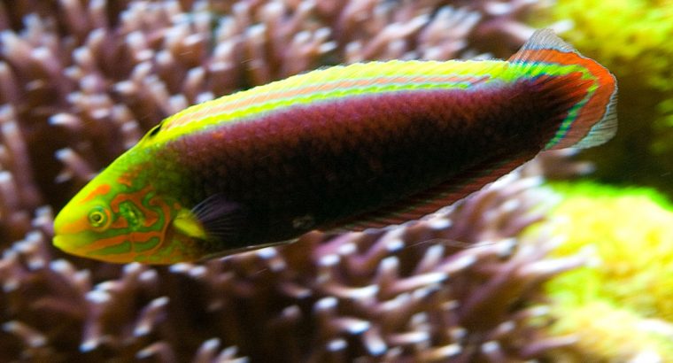 Radiant Wrasse