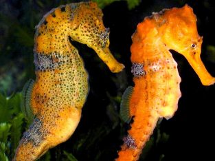 Reidi Seahorse