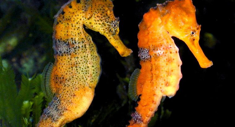 Reidi Seahorse