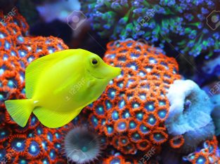 Yellow Tang (Hawaii)