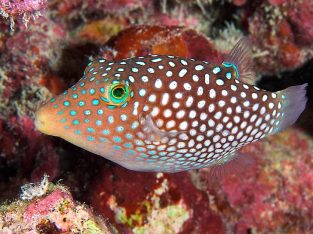 Spotted Puffer