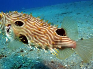 Spiny Box Puffer