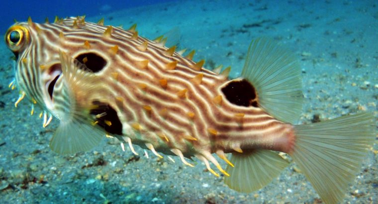 Spiny Box Puffer