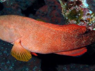 V-Tail Grouper