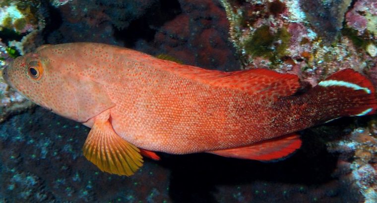 V-Tail Grouper