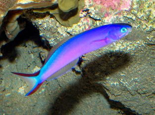 Purple Tilefish Goby