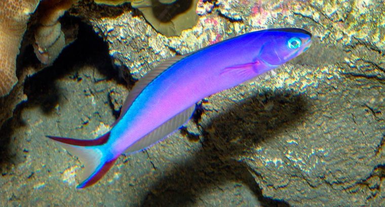 Purple Tilefish Goby