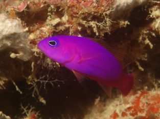 Strawberry/Purple Pseudochromis