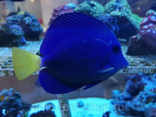 Purple Tang
