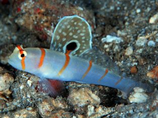 Randal’s Goby