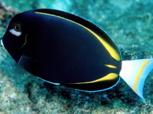 White Cheek Tang