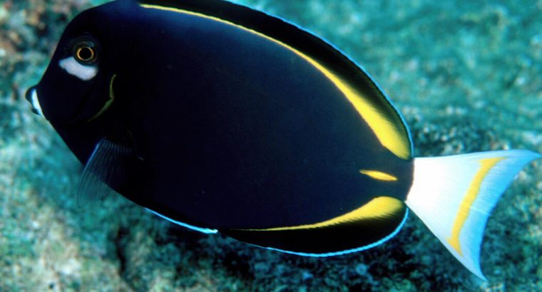 White Cheek Tang