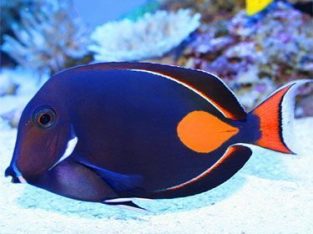 Achilles Tang