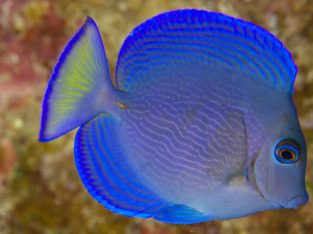 Atlantic Blue Tang