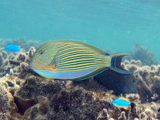 Clown Tang