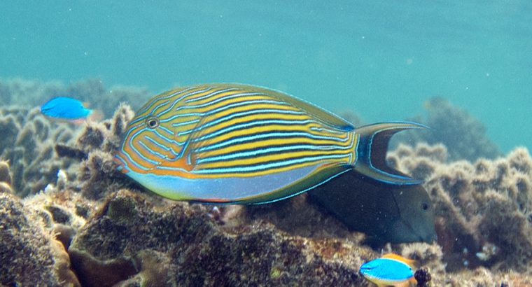 Clown Tang