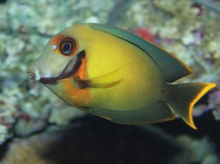 Yellow Mimic Tang (Mimic Lemon Peel Tang)