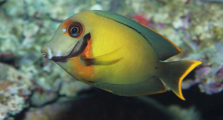 Yellow Mimic Tang (Mimic Lemon Peel Tang)