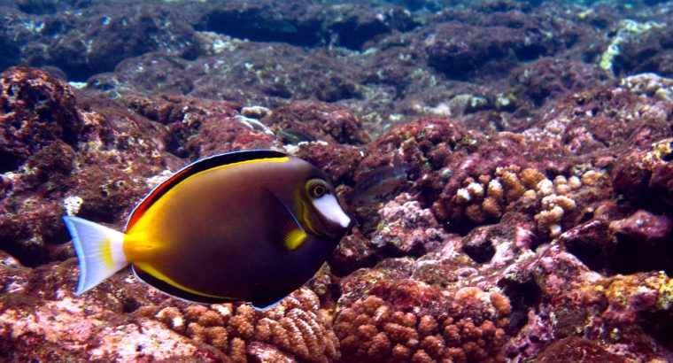 Powder Brown Tang
