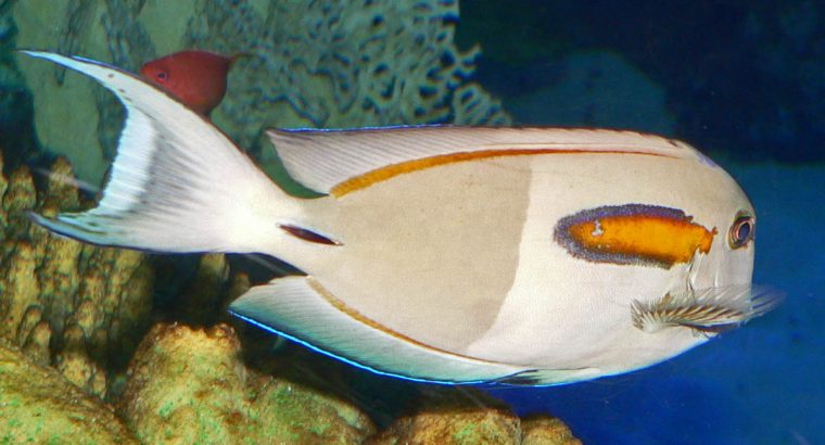 Orange Shoulder Tang