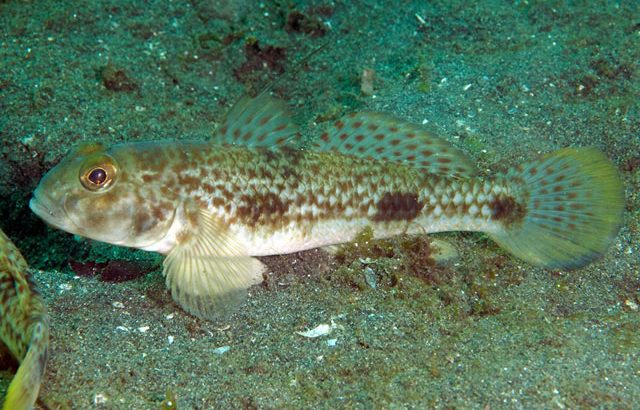 Watchman Bluspotted Goby